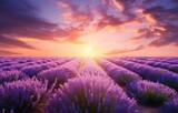 Fototapeta Kwiaty - sunrise sun over lavender field in summer,