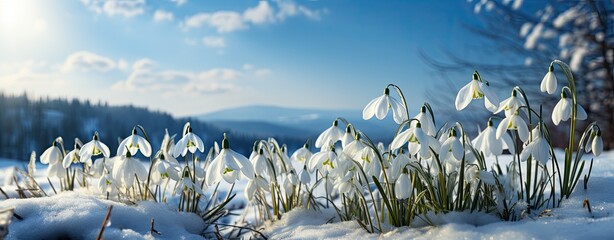 Wall Mural - snowdrops flowers in snow under blue sky