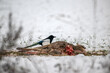 A magpie (Pica pica) eats carrion of a dead deer in winter. Concept: survival in nature or obtaining food