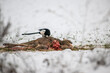 A magpie (Pica pica) eats carrion of a dead deer in winter. Concept: survival in nature or obtaining food