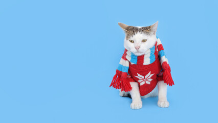 Wall Mural - Cute cat in Xmas jumper. Funny kitten wearing warm sweater and red scarf. Greeting card. Poster. Beautiful kitten. New Year party. Christmas Cat dressed in red sitting in front of blue background. 