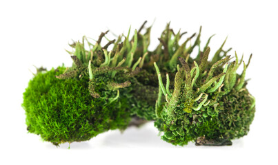 Wall Mural - Green moss on a white background.