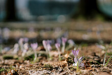 Purple Crocuses Grow In A Spring Meadow Among The First Green Grass