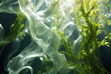 Abstract Photo Of Underwater Kelp Or Seaweed Floating Beneath The Water.