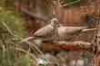 © TAMER YILMAZ - Eurasian collared pigeon (Streptopelia decaocto) courting on a branch in the forest.