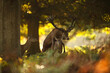 Majestic red deer stag with hinds during autumn rut