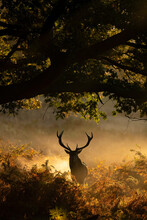 Majestic Red Deer In Misty UK Autumn Forest