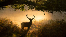 Majestic Red Deer In Misty UK Woodland During Autumn Rut