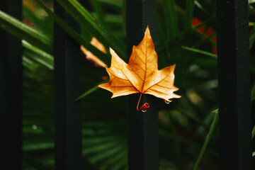 A dry yellow orange maple tree leaf on a black fence in botanical garden. Bright flora background in dark key. Autumnal wallpaper with falling from the trees foliage in a park, parkland in rainy day.