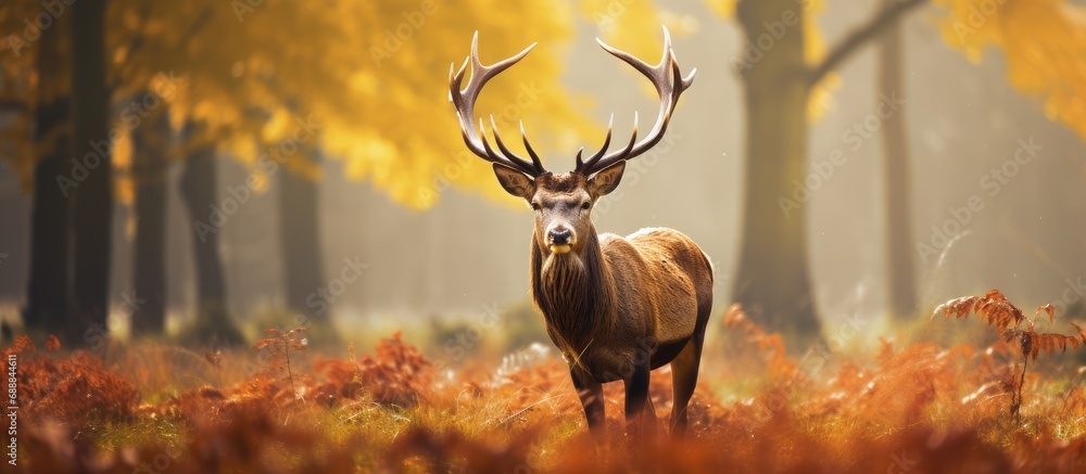 Stag Mateing Ritual Nature's autumn rituals: A majestic stag prepares for mating season in ...