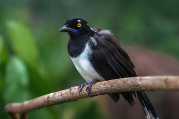 Poster - White-naped Jay bird (Cyanocorax cyanopogon)