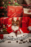 Fototapeta  - Mały pies na sesji świątecznej w sweterku i prezentami.