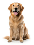 Fototapeta Zwierzęta - Golden Retriever Dog Studio Shot on Clear Isolated Background, Generative AI