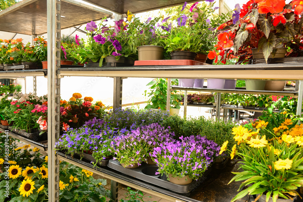 Shelves with beautiful flowers in shop