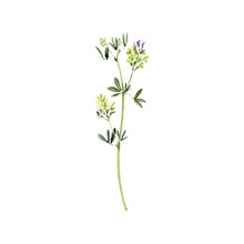 Watercolor Drawing Plant Of Lucerne , Alfalfa With Green Leaves And Flowers, Medicago Sativa, Isolated At White Background, Natural Element, Hand Drawn Botanical Illustration