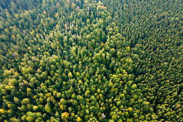 Sticker - Aerial view of green pine forest with dark spruce trees. Nothern woodland scenery from above