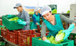 Experienced female employee of factory for sorting and processing agricultural products working near conveyor line, packing selected green lettuce into veg delivery boxes