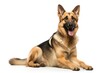© Rebel - german shepherd dog isolated