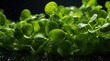 Fresh Watercress salad macro view. Growing sprouts of watercress salad. Micro greens Healthy food. Vegan food