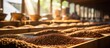 Selective focus on high-quality coffee beans drying in natural sunlight on shelves at a coffee plant in a factory community north of Chiang Rai, Thailand.