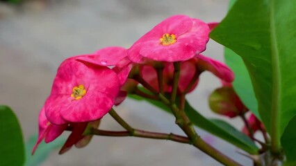 Poster - Closeup of euphorbia milii flower, also known as crown of thorns, Christ plant, or blooming Christ thorn