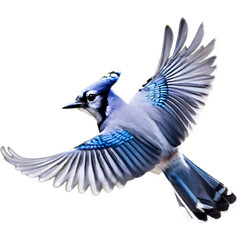 A close-up painting of a blue jay flying in the air with beautiful postures. 