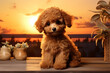 poodle dog sitting on wooden table at sunset