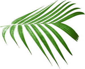 Poster - green palm leaf on transparent background png file