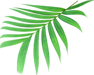 Canvas Print - green palm leaf on transparent background png file