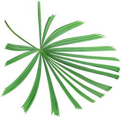 Poster - tropical nature green palm leaf on transparent background png file ,chinese windmill