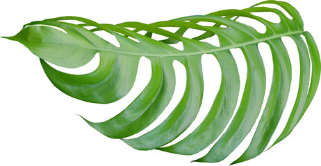 Poster - tropical jungle monstera leaves , Swiss Cheese leaf tree isolated on transparent background png file