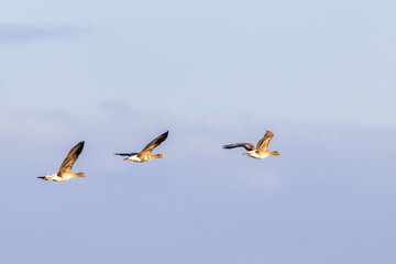 Poster - Greater white-fronted geese flying in the sky at springtime