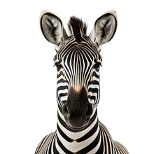 Zebra Photograph Isolated On White Background