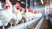 Poultry Farm With Broiler Breeder Chicken. Husbandry, Housing Business For The Purpose Of Farming Meat. Chicken For Meat, Egg Production Inside Storage.
