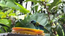 Young Saira Bird Standing In Botanical Gardens Eating Yellow Fruit Seeds