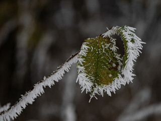 Canvas Print - Winter