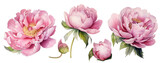 Fototapeta  - set of pink peonies flowers. realistic watercolor drawing. delicate illustration