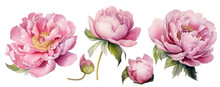 Set Of Pink Peonies Flowers. Realistic Watercolor Drawing. Delicate Illustration