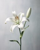 Minimalist lily flower with a monochromatic, clean color scheme and geometric shapes for the petals and leaves, a modern and sleek atmosphere.