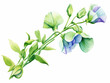 Blue Sweet Pea Flower. Watercolour Illustration of  Purple Sweet Peas Stem Isolated on White Background.