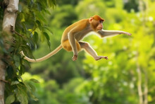 Photo Of Monkey Jumping From Tree