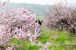 © dmitriisimakov - beautiful woman brunette in flowering trees spring nature travel walk