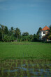 house in rice fields
