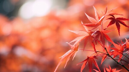 red maple leaves with water droplets, bright backdrop. falls vibrant colors.