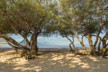 Wall Mural - Mangrove trees on sandy Freedom beach on Koh Tao tropical island in Thailand. Morning shade from the trees on the sea shore. Empty beach