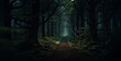forest in the night, dark forest in the night, dark woods with path leading through, 