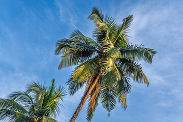 Wall Mural - silhouettes of coconut trees palms against the blue sky of India with sunset