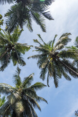 Wall Mural - silhouettes of coconut trees palms against the blue sky of India with sunset