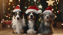 Group Of Three Dogs Celebrating Christmas With Santa Claus Hat Portrait Looking At Camera