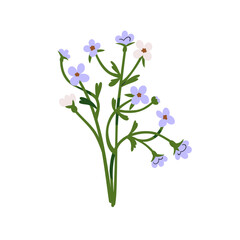 Wall Mural - Forget-me-nots, field flower. Scorpion grasses, meadow floral plant. Gentle fragile wildflower. Beautiful blossomed blooms. Botanical decoration. Flat vector illustration isolated on white background